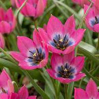 Bulbes de tulipe Little Beauty