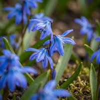 Blausternzwiebeln Siberica