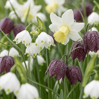 Flower bulb mix Moist garden