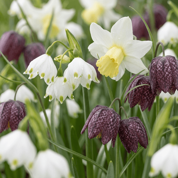Flower bulb mix Moist garden