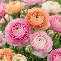 Ranunculus bulbs Pastel mix
