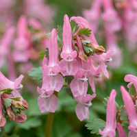Corydalis bulbs Beth Evans