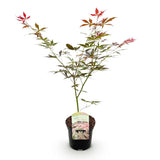 Product afbeelding 2