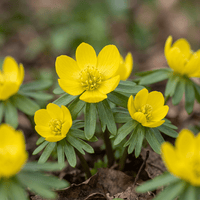Winter aconite bulbs Cilicica