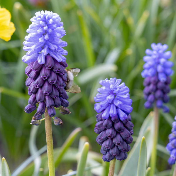 Blauwe druifjes bollen Latifolium