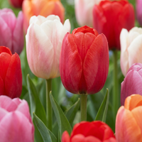 Bulbes de tulipe Glowing with pride