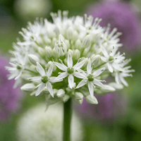 Bulbos de allium Mount Everest