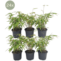 24x Fargesia Rufa - 25cm