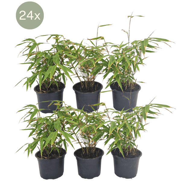 24x Fargesia Rufa - 25cm kopen bij Green Bubble
