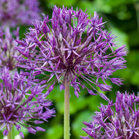 Zierlauchzwiebeln Purple Rain