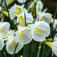 Narcisbollen White Petticoat