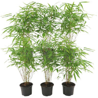 6x Fargesia Rufa - 25cm