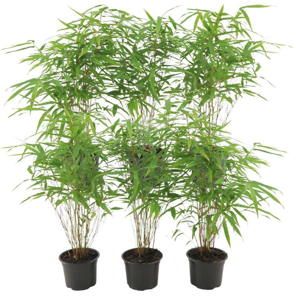 6x Fargesia Rufa - 25cm kopen bij Green Bubble