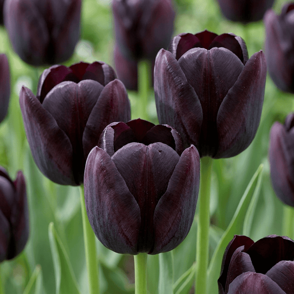 Bulbes de tulipe Black