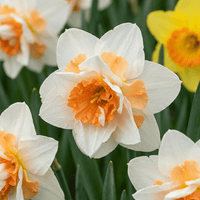 Bulbes de narcisse Replete
