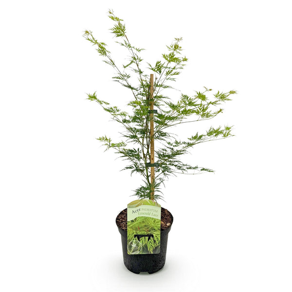 Japanse Esdoorn Emerald Lace - Groen - 70cm kopen bij Green Bubble