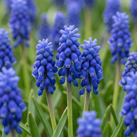 Grape hyacinth bulbs Armeniacum