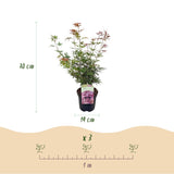 Product afbeelding 4