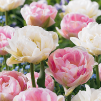 Bulbes de tulipe Double Sensation