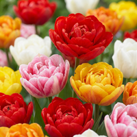Bulbes de tulipe Double mix
