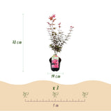 Product afbeelding 4