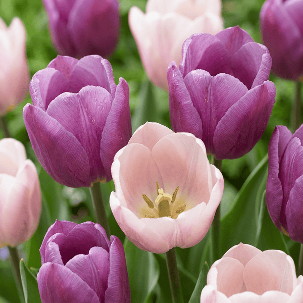 Bulbes de tulipe Macron mix