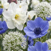 Bloembollen mix Zonnige tuin