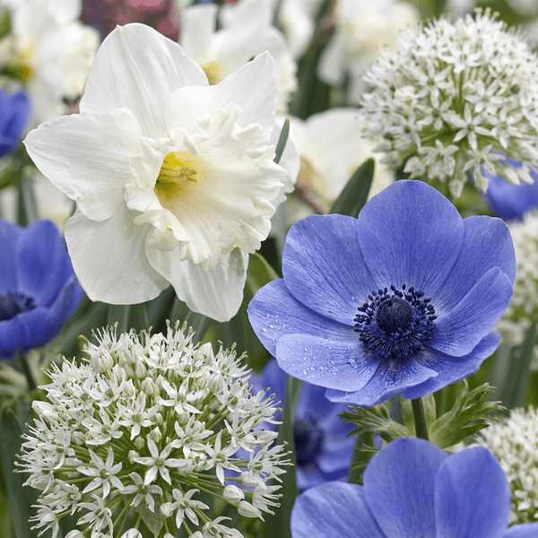 Flower bulb mix Sunny garden