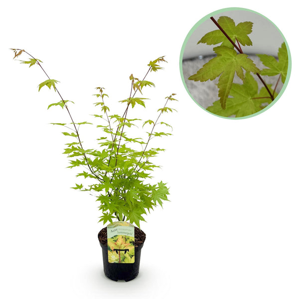 Japanse Esdoorn Summergold - Geel - 70cm kopen bij Green Bubble