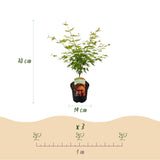 Product afbeelding 4