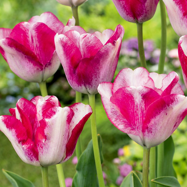 Bulbes de tulipe Mata Hari