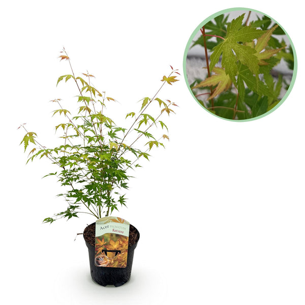 Japanse Esdoorn Katsura - Oranje - 70cm kopen bij Green Bubble
