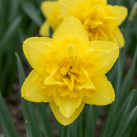 Daffodil bulbs Golden Ducat