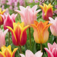 Tulip bulbs Ballade mix