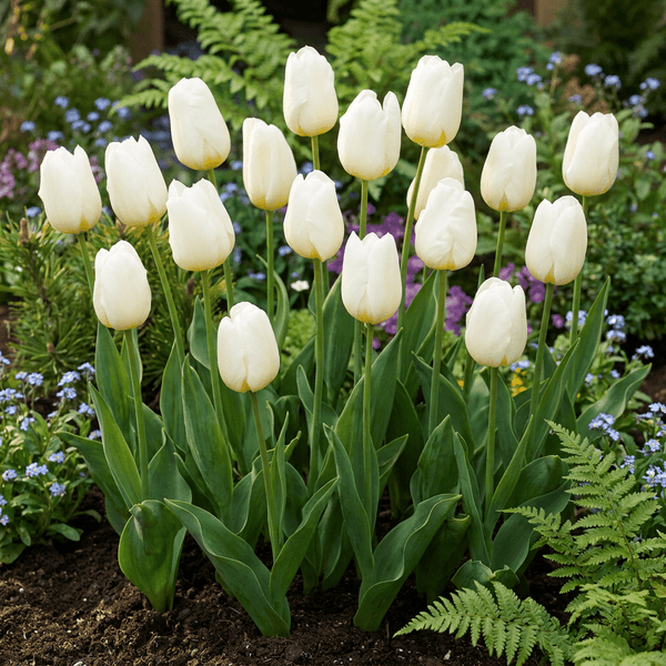 Bulbes de tulipe Triumph White
