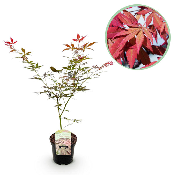 Japanse Esdoorn Sumi - nagashi - Rood - 70cm kopen bij Green Bubble