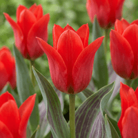 Tulip bulbs Greigii Red