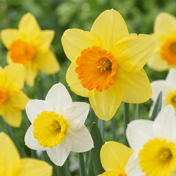 Narcisbollen Large Cupped mix