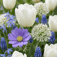 Flower bulb mix Blue
