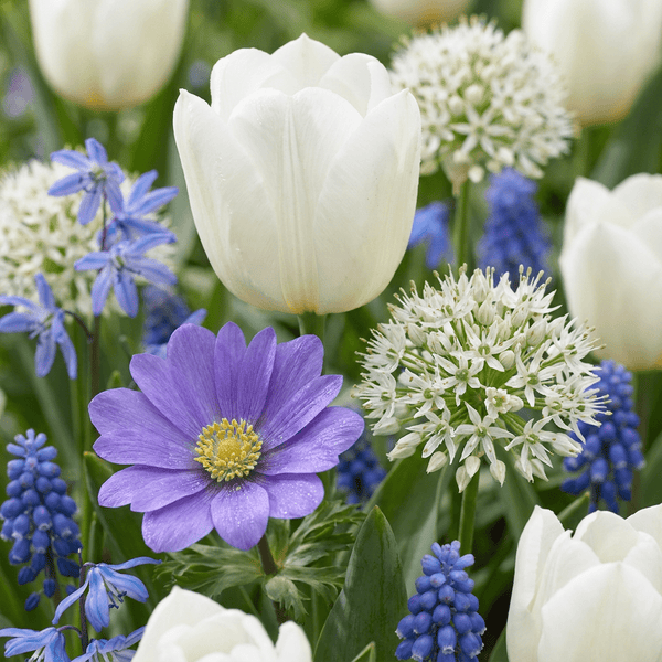 Flower bulb mix Blue