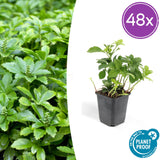 Product afbeelding 8