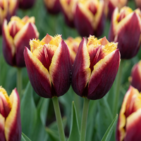Tulip bulbs My Favourite Topping