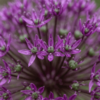 Allium bulbs Miami