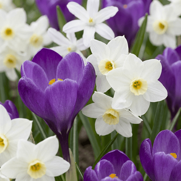 Bloembollen mix Schaduwtuin