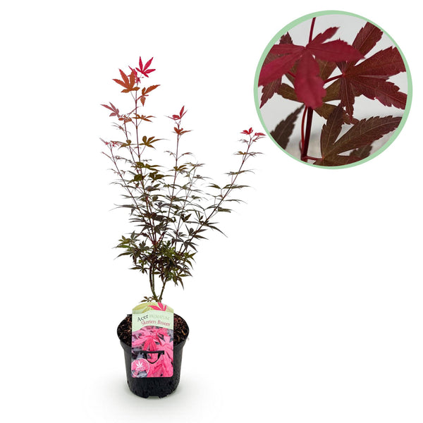 Japanse Esdoorn Skeetsers Broom - Paars - 70cm kopen bij Green Bubble