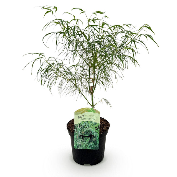 Japanse Esdoorn Koto - no - ito - Groen - 70cm kopen bij Green Bubble