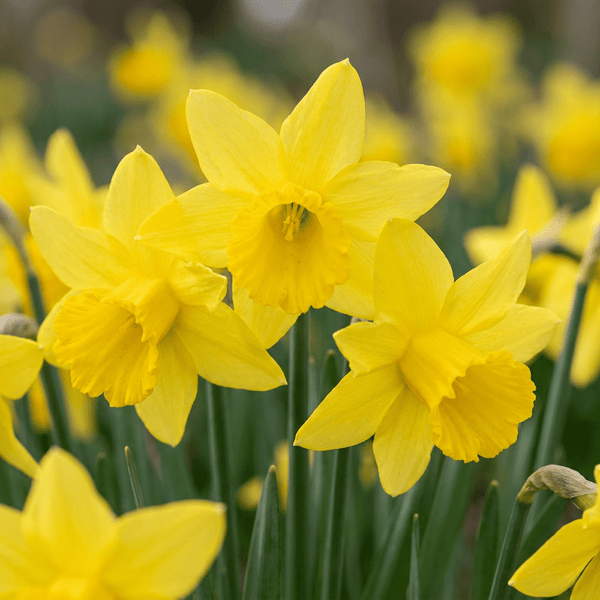 Narcisbollen February Gold