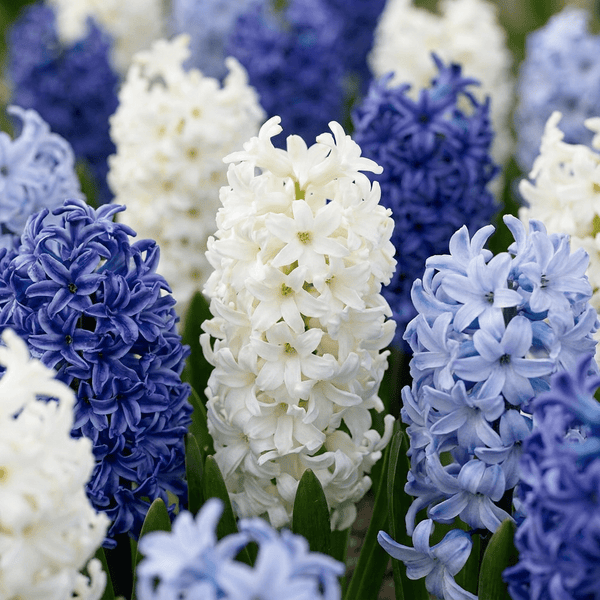 Hyacinth bulbs Blue Water mix