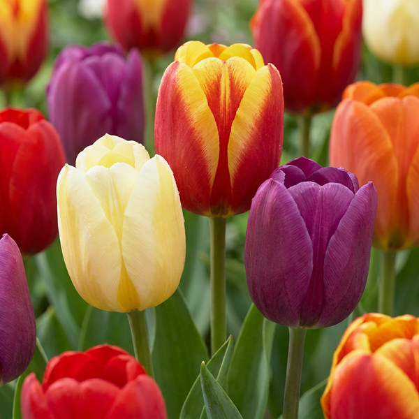 Tulpenbollen Triumph mix
