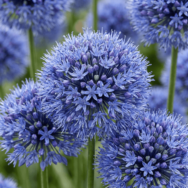 Alliumbollen Caeruleum
